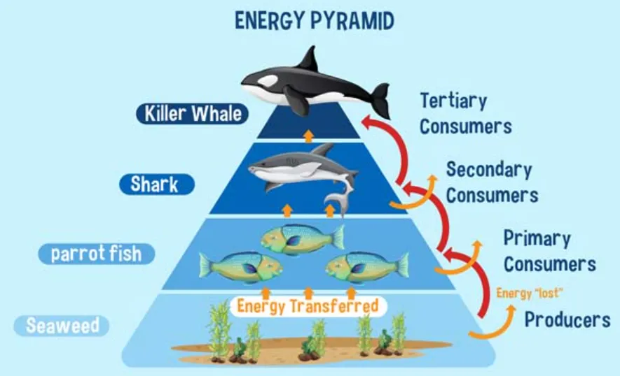 Life Cycle of the Shark