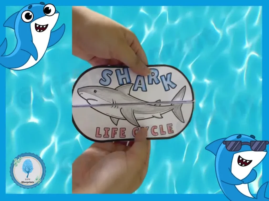 Life Cycle of the Shark: Complete Stages, Reproduction, Lifespan, Diet, and Ecosystem Importance