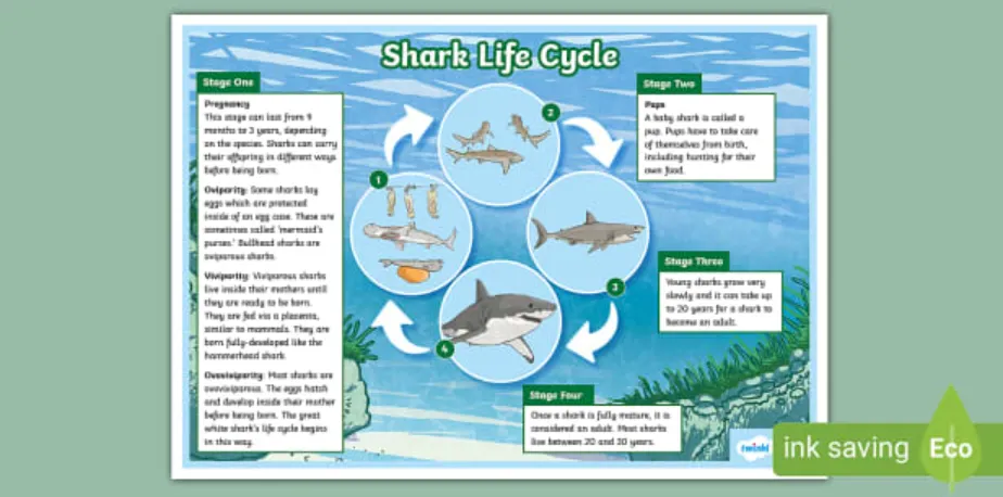 Life Cycle of the Shark