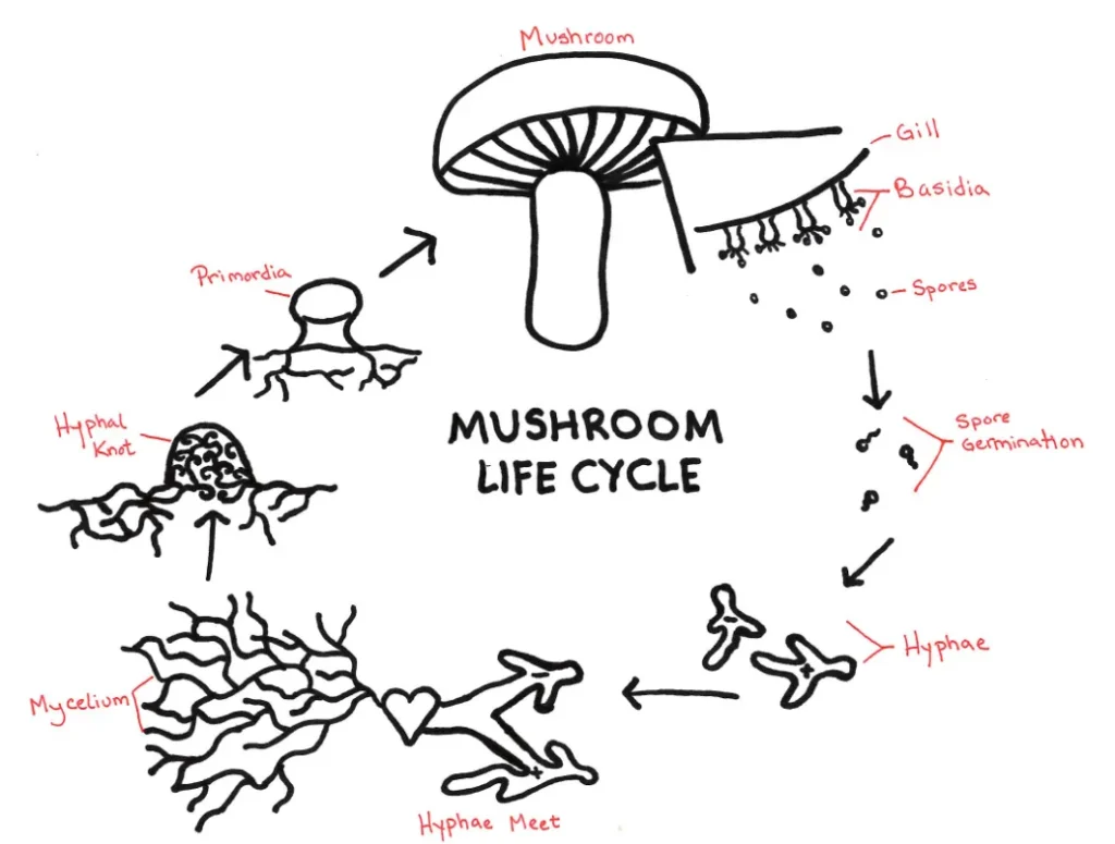 Mushroom Life Cycle