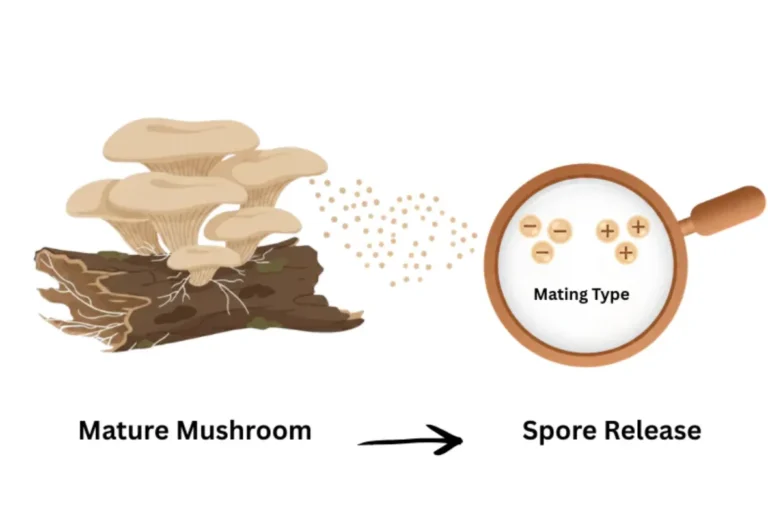 Mushroom Life Cycle: A Complete, Easy Guide From Spore to Fruiting Body