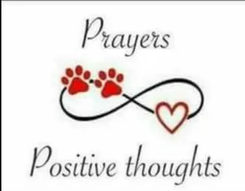 paws and prayers