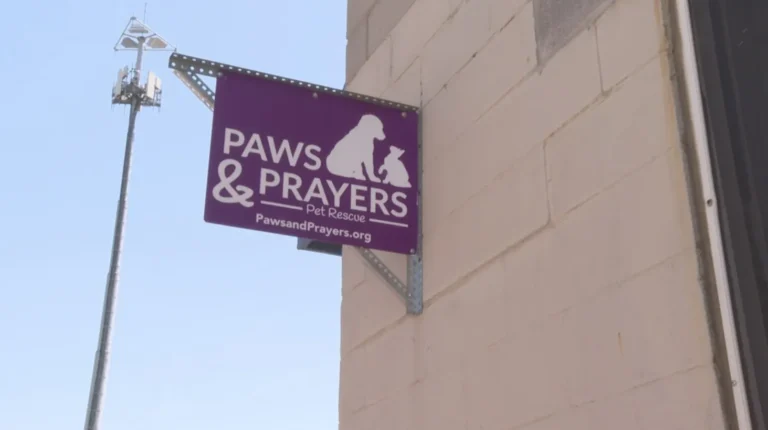 127+ Paws and Prayers for Pet Lovers, Rescue Animals, Healing, Hope, and Daily Comfort